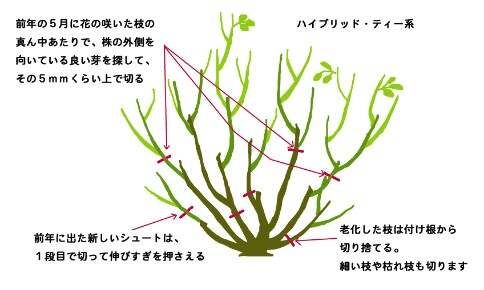 月季花冬季的修剪方法