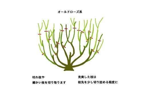 月季花冬季的修剪方法