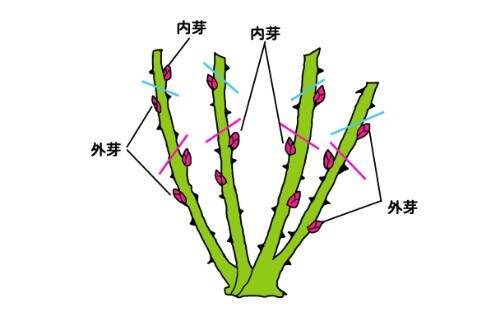 月季花冬季的修剪方法