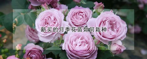 新买的月季花苗如何栽种