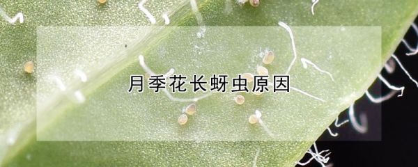 月季花长蚜虫原因