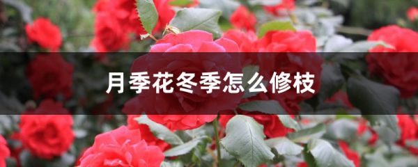 月季花冬季怎么修枝