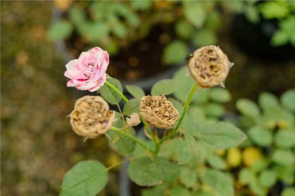 月季花冬季怎么修枝