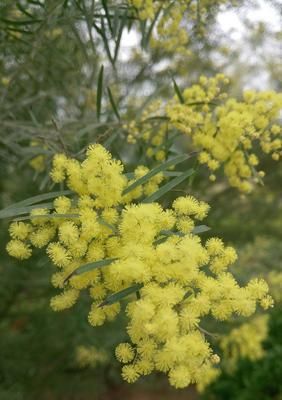 相思的花（用花语传达你的相思之情）