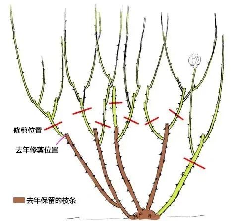 室外月季花怎样过冬修剪