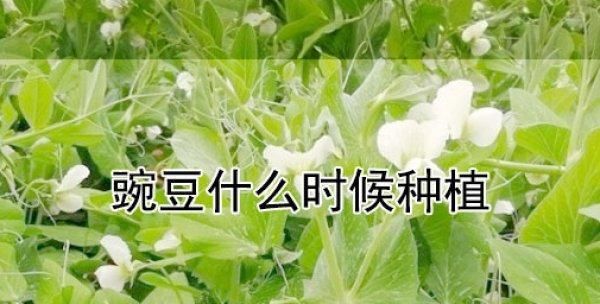 东北豌豆的种植技巧（从种子选择到收获）