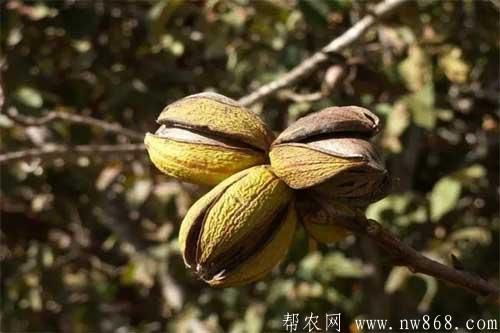 巴旦木是什么？怎样种植巴旦木？