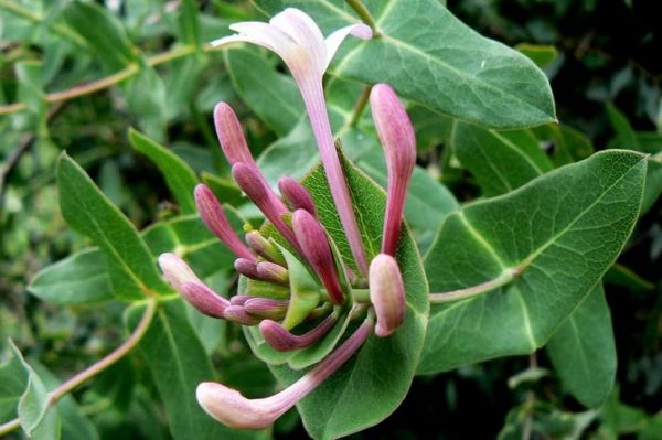 Hojas y flores de Lonicera implexa