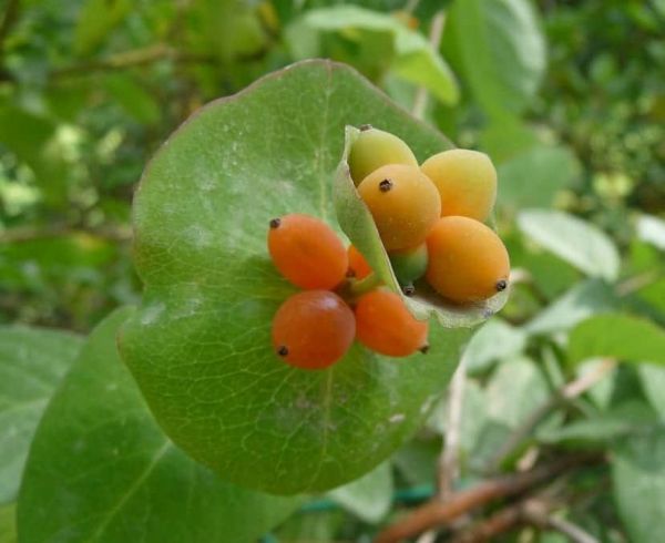 Frutos de la madreselva mediterránea