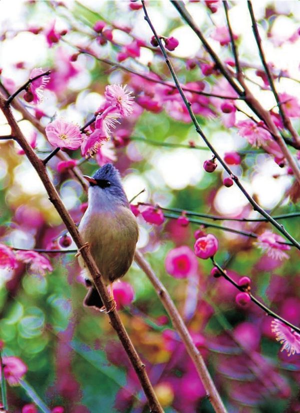 红梅花也在这个季节盛开。记者 胡瑾  摄