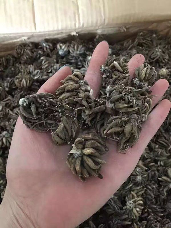 花毛茛种球种苗种根图片