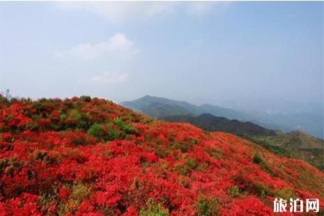 兴安杜鹃花在哪里