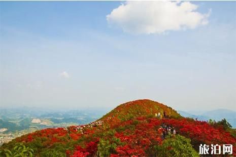 兴安杜鹃花在哪里