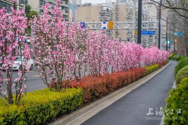 海伦路 帚桃（资料图）