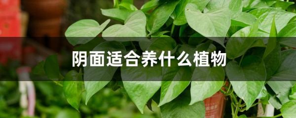 阴面适合养什么植物