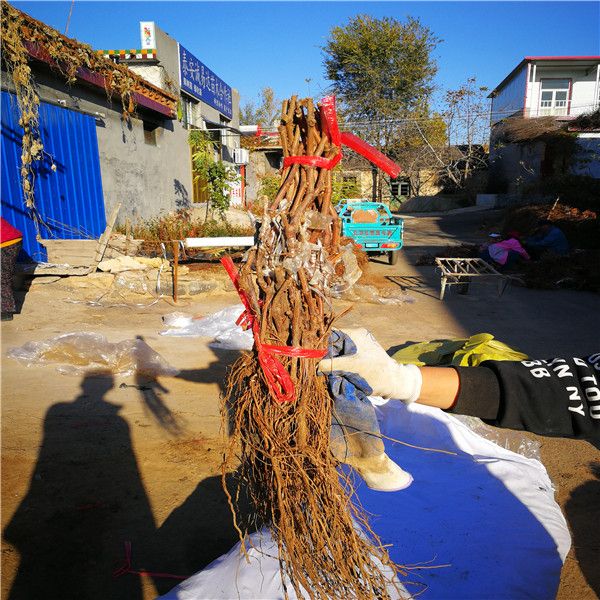 供应基地富士之辉葡萄苗 5bb砧木嫁接富士之辉葡萄苗 自花结实