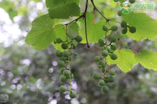 巨峰葡萄的种植方法和技术-图片版权归惠农网所有