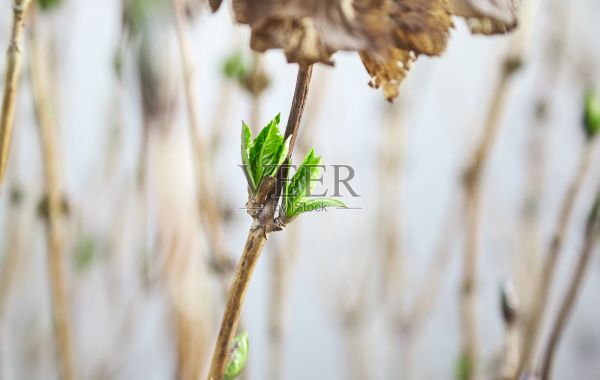 冬天过后再次生长的绣球花，象征着新生、希望和新生活照片摄影图片