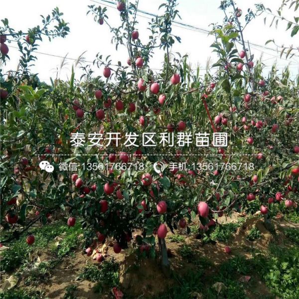 樱桃树树苗销售基地