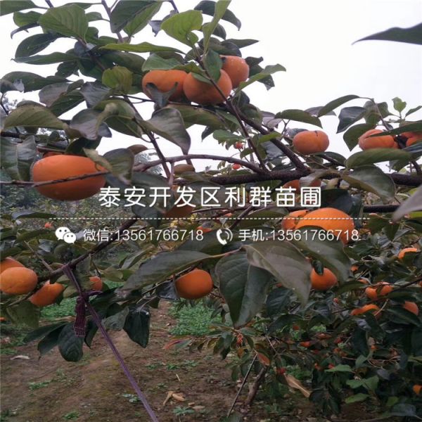 樱桃树树苗销售基地