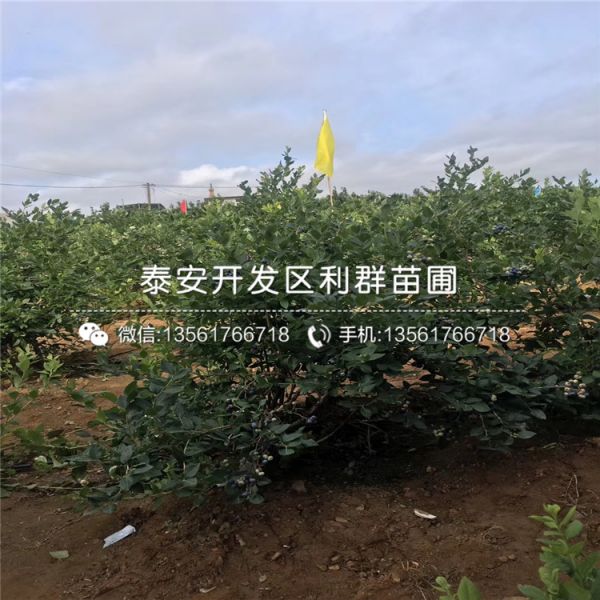 樱桃树树苗销售基地