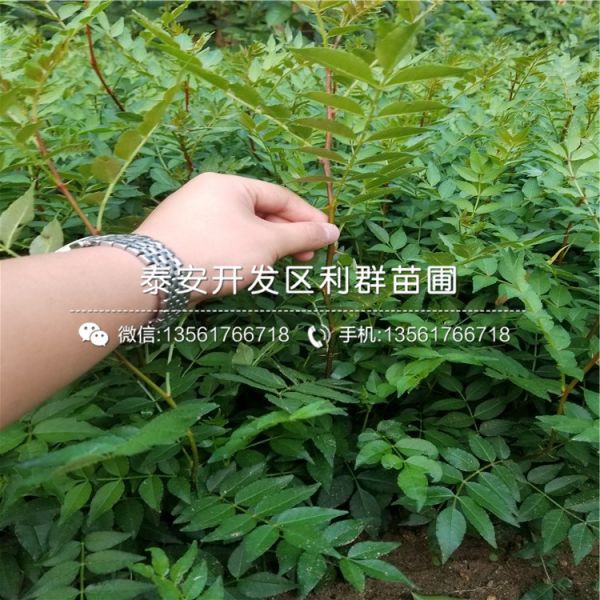 樱桃树树苗销售基地