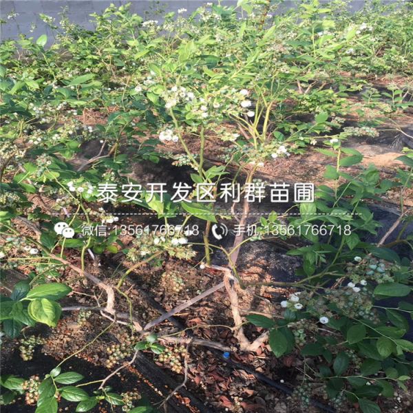 樱桃树树苗销售基地