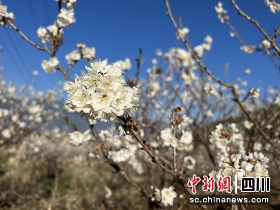 冕宁千亩樱花竞相绽放。（冕宁县委宣传部供图）