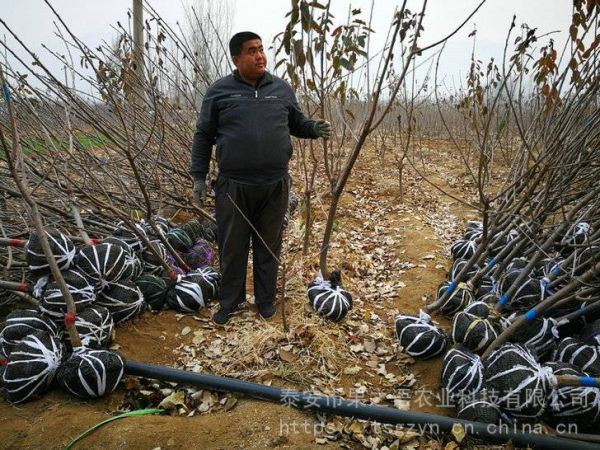 水晶樱桃苗批发 水晶樱桃苗培育基地