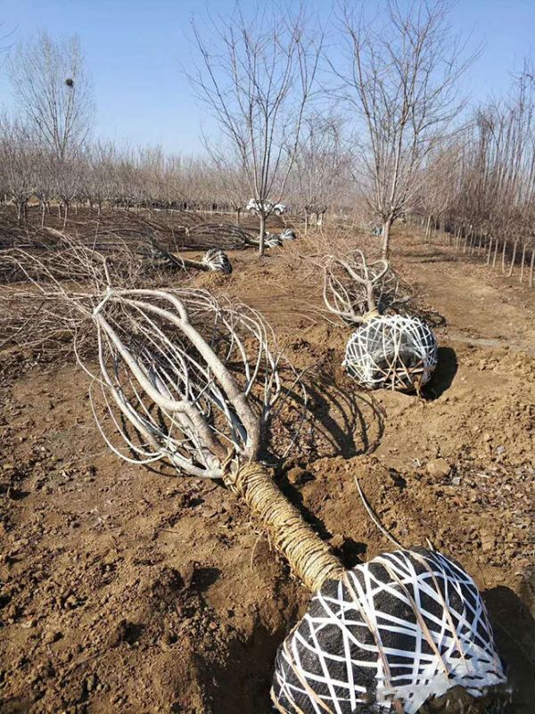 樱花树怎么栽容易成活?樱花栽植的注意事项