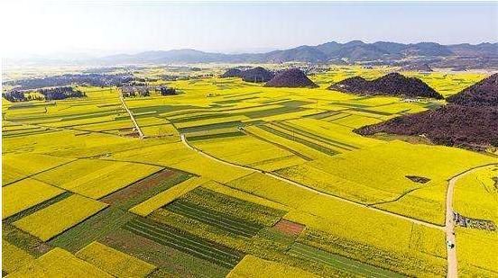 湖北4个景区，荆门油菜花海，洪湖湿地，阳新仙岛湖，咸宁竹海