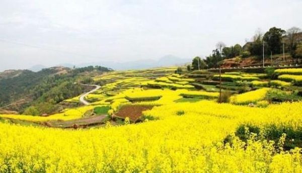 湖北4个景区，荆门油菜花海，洪湖湿地，阳新仙岛湖，咸宁竹海