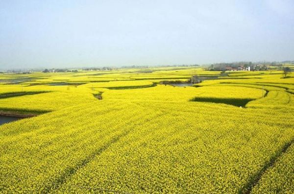 湖北4个景区，荆门油菜花海，洪湖湿地，阳新仙岛湖，咸宁竹海