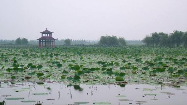 湖北4个景区，荆门油菜花海，洪湖湿地，阳新仙岛湖，咸宁竹海