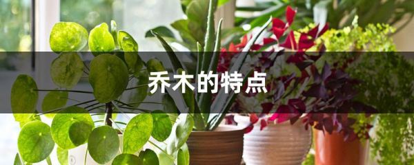 乔木的特点