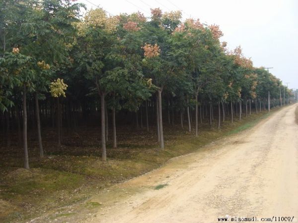 栾树图片栾树基地