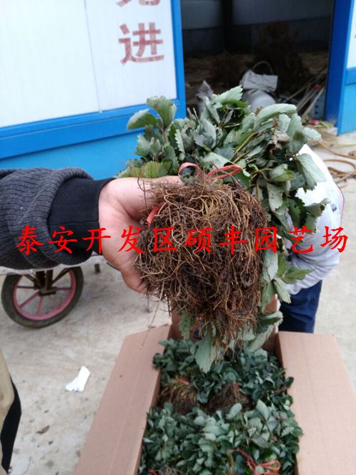 适合陕西种植的草莓苗品种