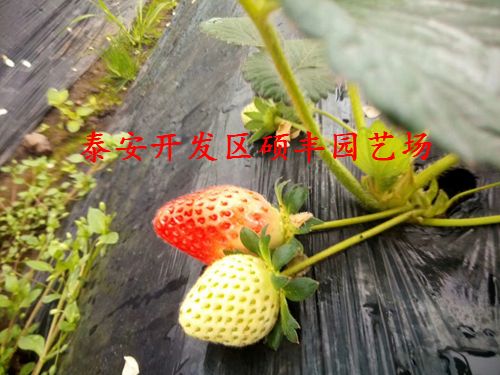 适合陕西种植的草莓苗品种