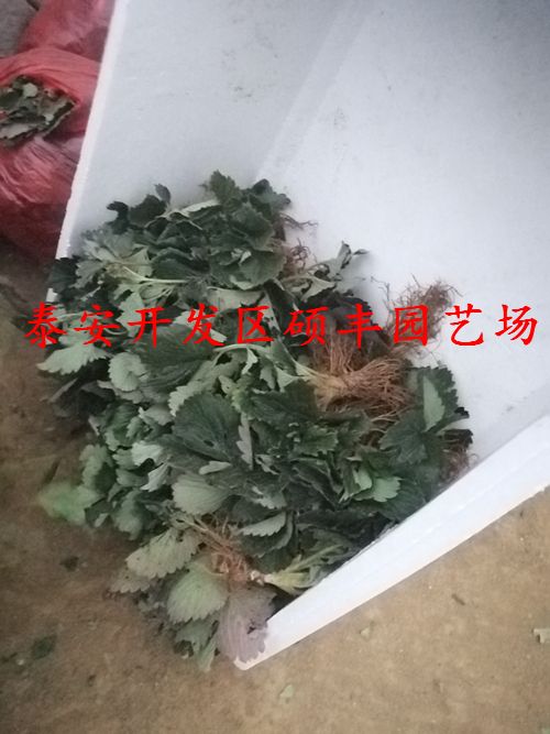 适合陕西种植的草莓苗品种