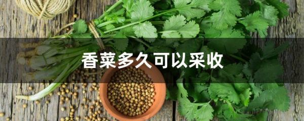 香菜多久可以采收