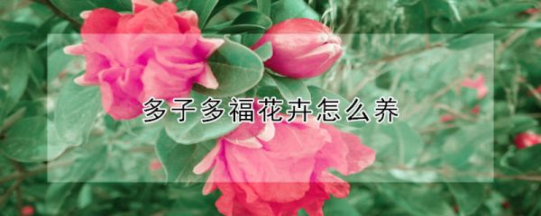 多子多福花卉怎么养