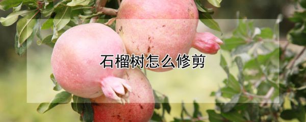 石榴树怎么修剪