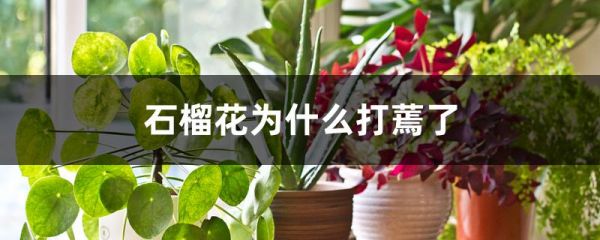 石榴花为什么打蔫了