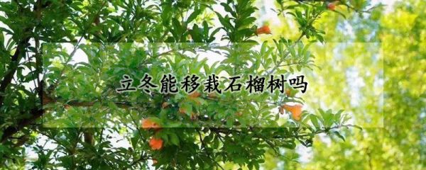 立冬能移栽石榴树吗