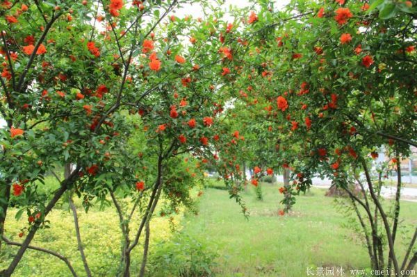 花石榴图片基地实拍