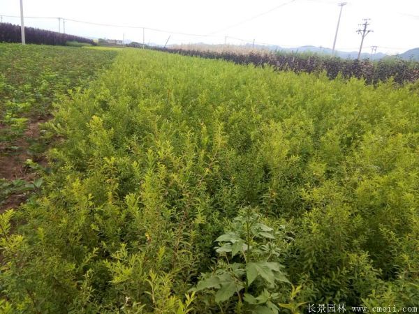 花石榴图片基地实拍