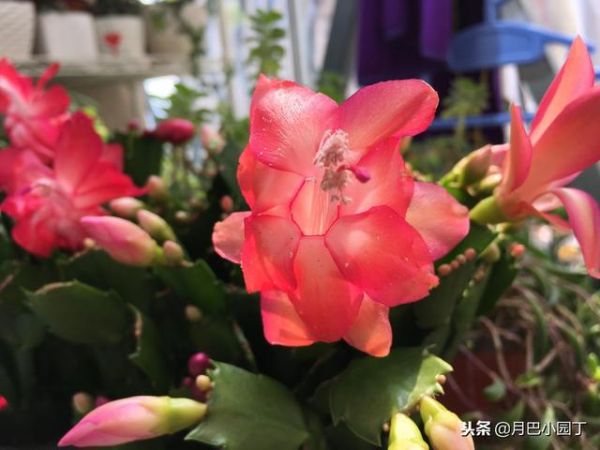 冬天养蟹爪兰，做好“4适宜”，不掉蕾，呼呼开满花