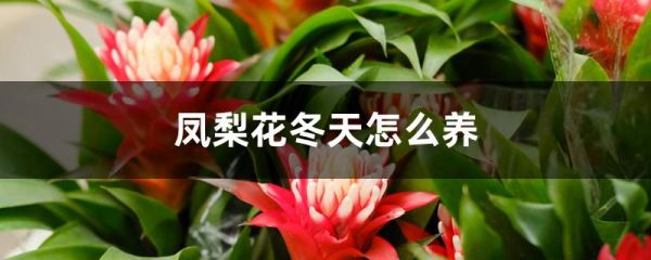 凤梨花冬天怎么养