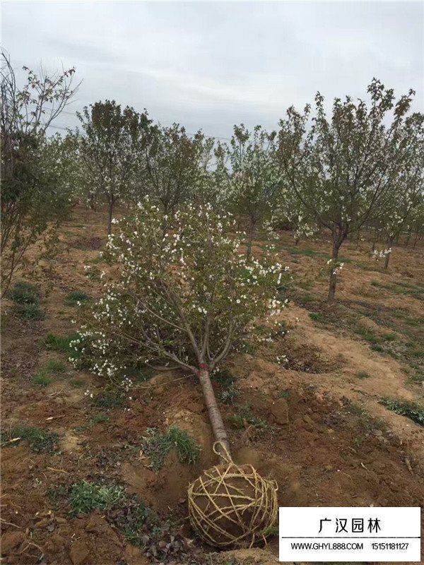 樱花树简介(图1)