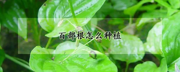 百部根怎么种植